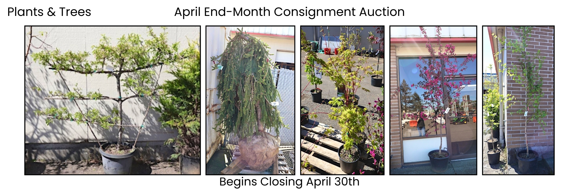 April End Month Consignment Auction